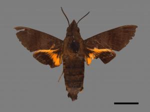 Macroglossum corythus luteata[黃紋長喙天蛾][00030573]