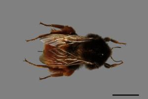 Bombus eximius[精選熊蜂][00090500]