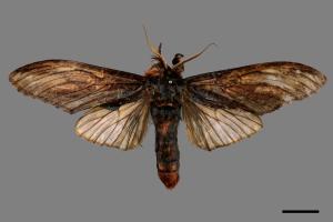 Acmeshachia gigantea[話筒舟蛾][00044130]