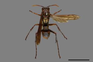 Polistes formosanus[00090002]