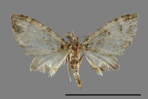 Chloroclystis trichophora[尖角小翅波尺蛾][00091479]