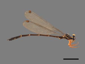 Rhipidolestes aculeatus aculeatus[芽痣蹣蟌][00104052]