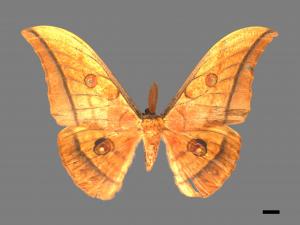 Antheraea yamamai superba[大透目天蠶蛾][00016107]