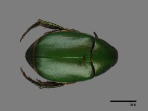 Anomala albopilosa trachypyga[小青銅金龜][00084261]