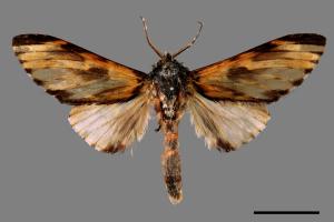 Neopheosia fasciata fasciata[00032144]