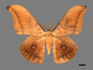 Antheraea pernyi[姬透目天蠶蛾][00016465]