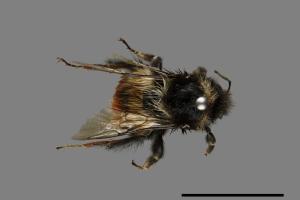 Bombus formosellus[信義熊蜂][00074719]