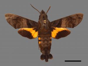 Macroglossum pyrrhosticta[黃斑長喙天蛾][00089312]