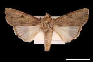 Spodoptera mauritia acronyctoides[灰翅夜蛾][00002734]