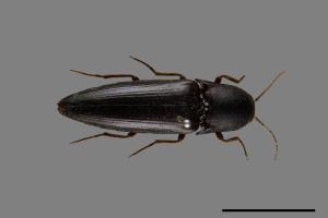 <已分類>Family：Elateridae[叩頭蟲科][00084731]