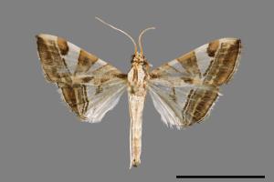 Glyphodes itysalis[00031745]