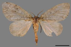 Lymantria grisea kosemponis[L紋褐毒蛾][00028443]