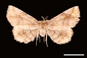 <已分類>Genus：Pangrapta[00007900]