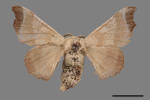 Bombyx mandarina formosana[野蠶蛾][00053781]