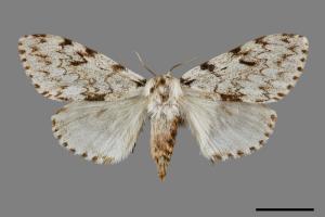 Lymantria grisea kosemponis[L紋褐毒蛾][00090723]