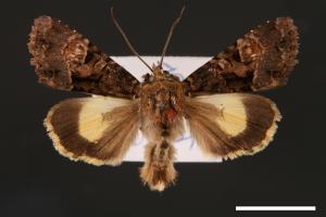 Triphaenopsis jezoensis[00001903]