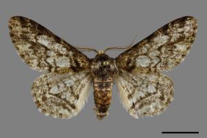 Biston marginatus[霜點突峰尺蛾][00094811]
