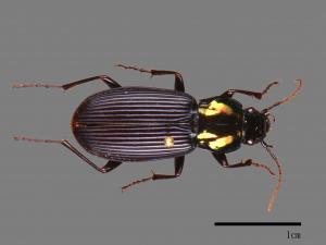 <已分類>Family：Carabidae[步行蟲科][00081263]