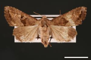 Phlogophora conservuloides[燭影錦夜蛾][00002010]