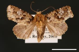 Xenotrachea albidisca pseudidisca[白腎陌夜蛾][00001964]