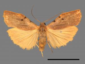 Teulisna tumida[膨圖苔蛾][00055932]