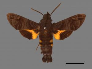 Macroglossum neotroglodytus[灰紋長喙天蛾][00016938]