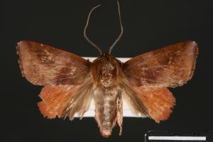 Carea internifusca[間赭瘤蛾][00004612]