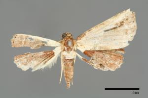 Lophoruza albicostalis[00008702]