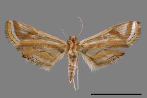 Eoophyla gibbosalis[00035171]