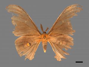 Antheraea formosana[紅目天蠶蛾][00089597]