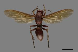 Polistes gigas[巨長腳蜂][00074299]