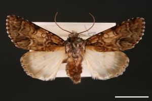 Acronicta digna[00000447]