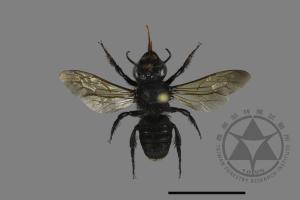 Megachile atrata[00197278]