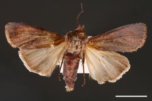 Peridroma saucia[雜色夜蛾][00000752]