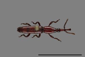 <已分類>Family：Brentidae[三錐象鼻蟲科][00099881]