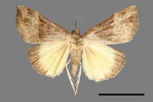 Hypena trigonalis[00009627]