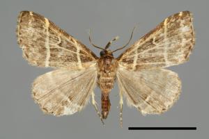 Bertula bisectalis[00010253]