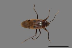 Physopelta cincticollis[姬大星椿象][00075285]