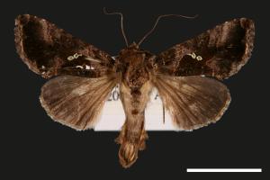 Chrysodeixis minutus[00030073]