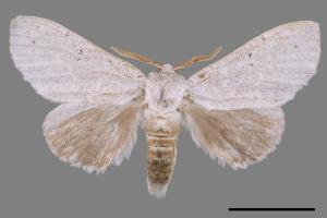 Cnethodonta grisescens baibarana[灰舟蛾][00053660]