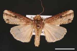 Axylia putris[朽木夜蛾][00001020]