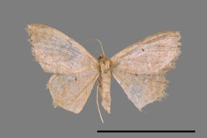 <已分類>Genus：Scopula[00037445]