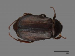 Bunbunius opacipennis[缺光褐金龜][00084245]