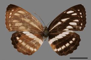 Neptis soma tayalina[泰雅三線蝶][00014325]