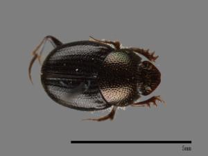 Onthophagus hsui[00084050]