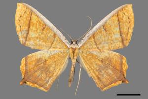 Thinopteryx crocoptera assamensis[黃蝶尺蛾][00044398]