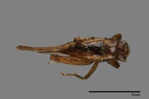 <已分類>Family：Nemobiidae[地蟋科][00054441]