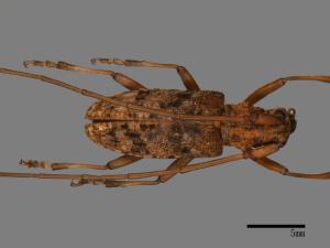 Monochamus alternatus[松斑天牛][00086079]