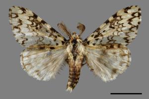 Lymantria concolor concolor[絡毒蛾][00020684]