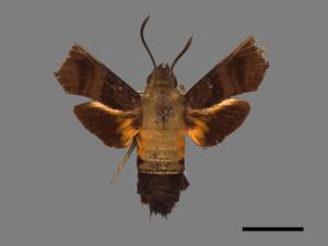 Macroglossum bombylans[青背長喙天蛾][00016605]